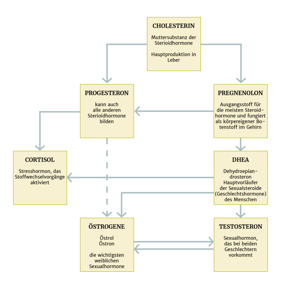 Hormontherapie: Bioidentische, natürliche und körpereigene Hormone – Hormonsynthese Infografik